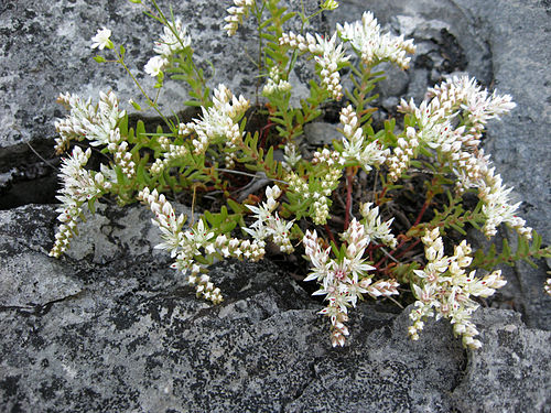 Sedum pulchellum